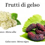 Frutti di gelso bianco e gelso nero - Infografica A. Gado